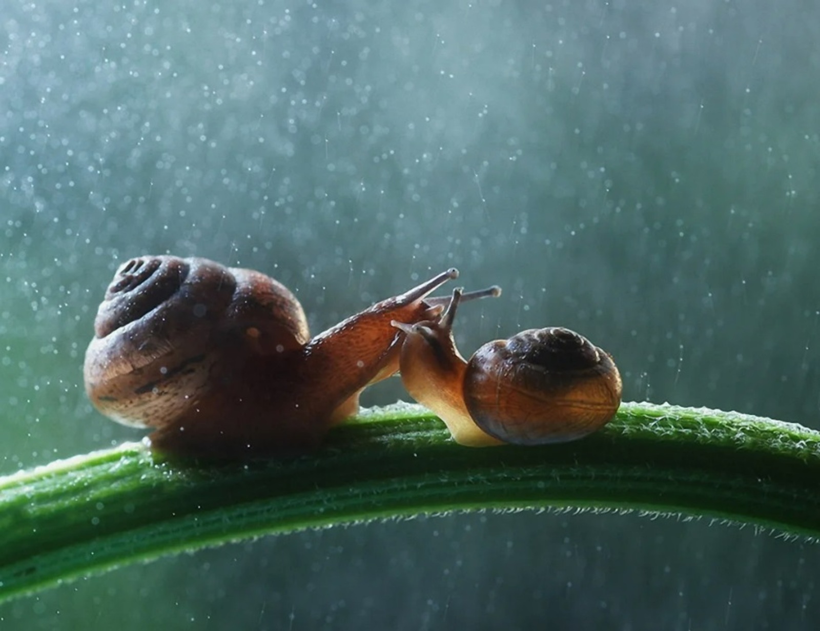 Зинасы һәм ураҙа