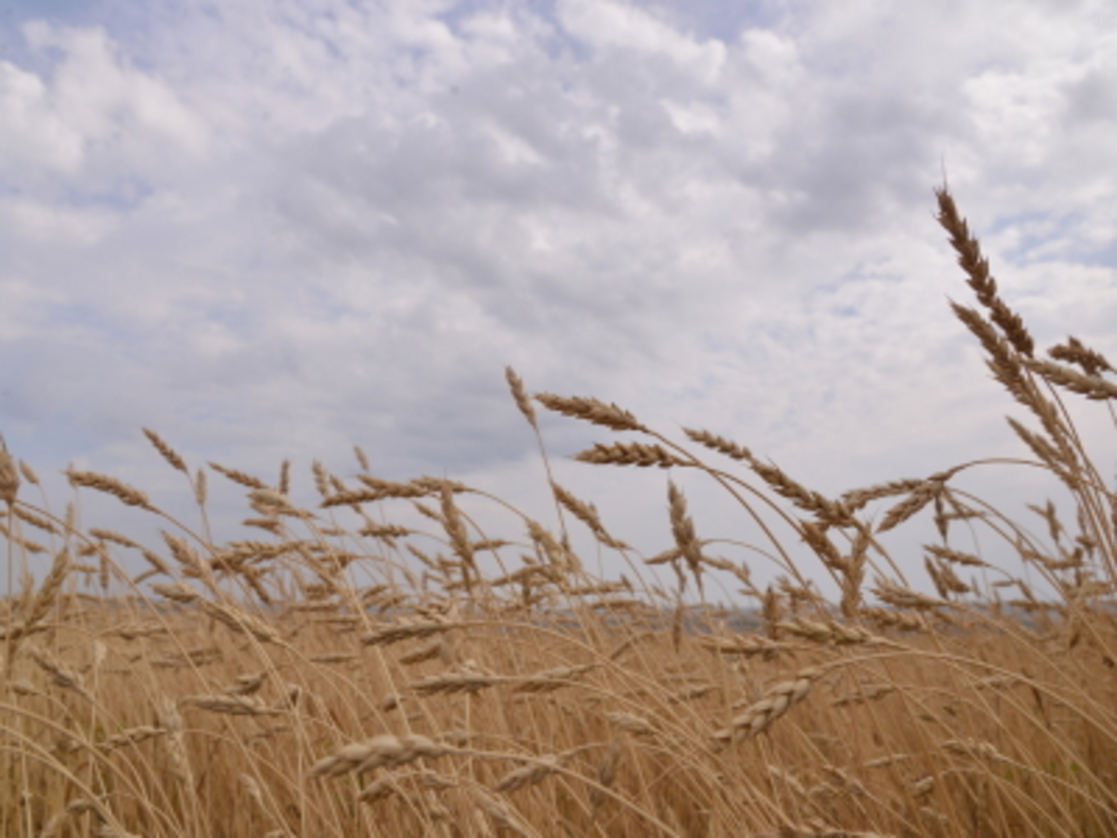 Сәбәп. Хикәйә