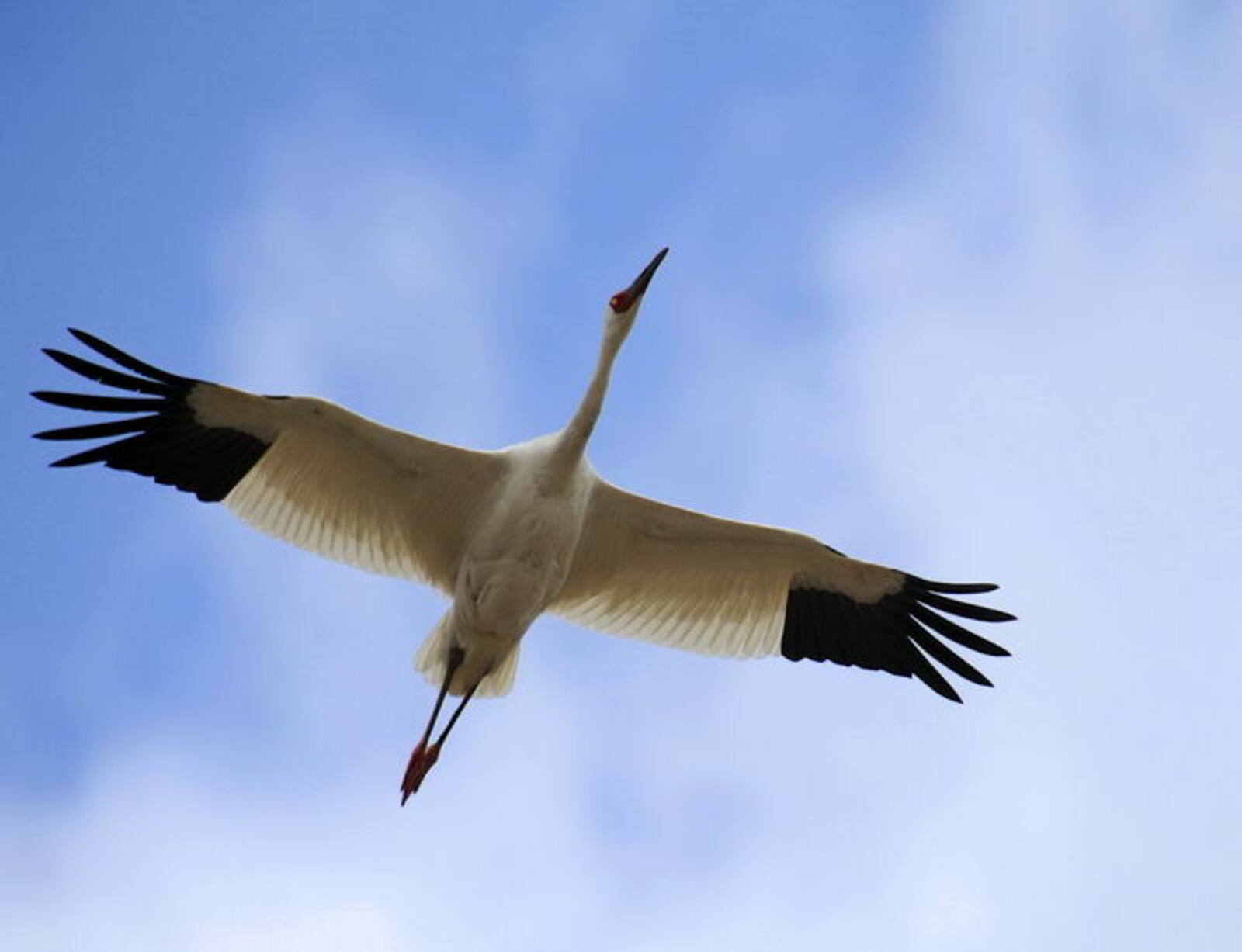 Торна менән Һайыҫҡан