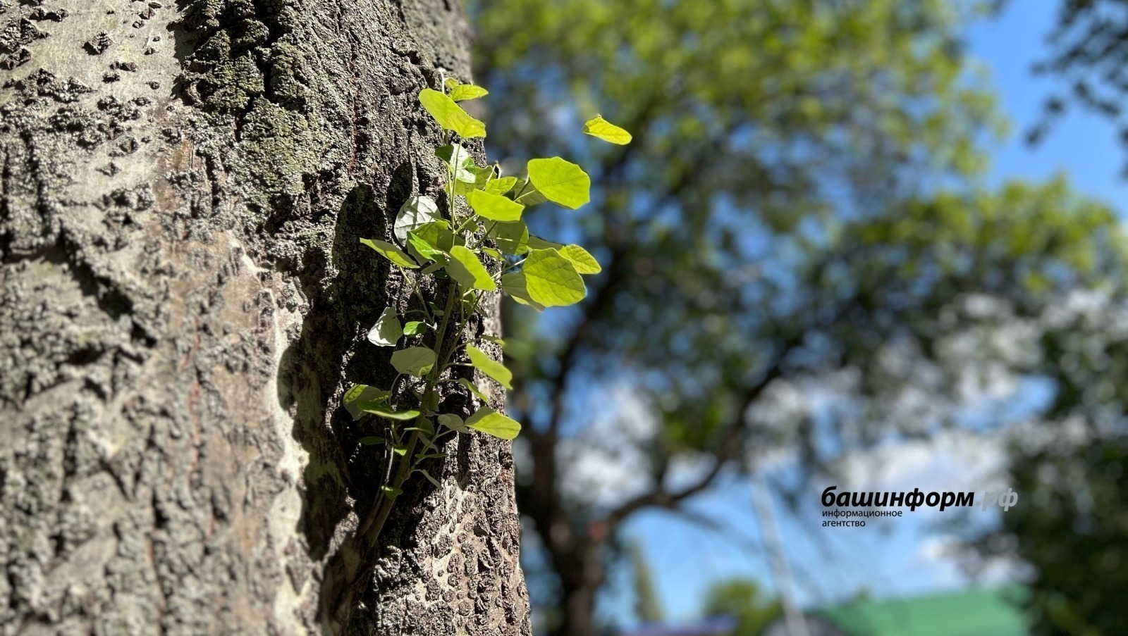 Алдағы өс көнгә һауа торошо