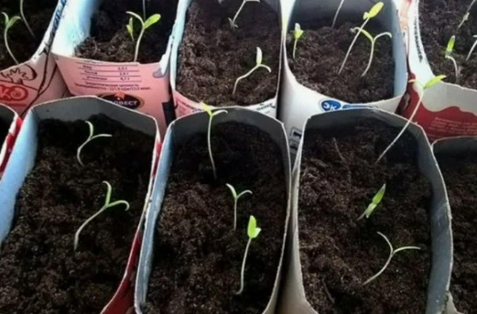 Татлы борос һәм помидор сәсергә онотмағыҙ!