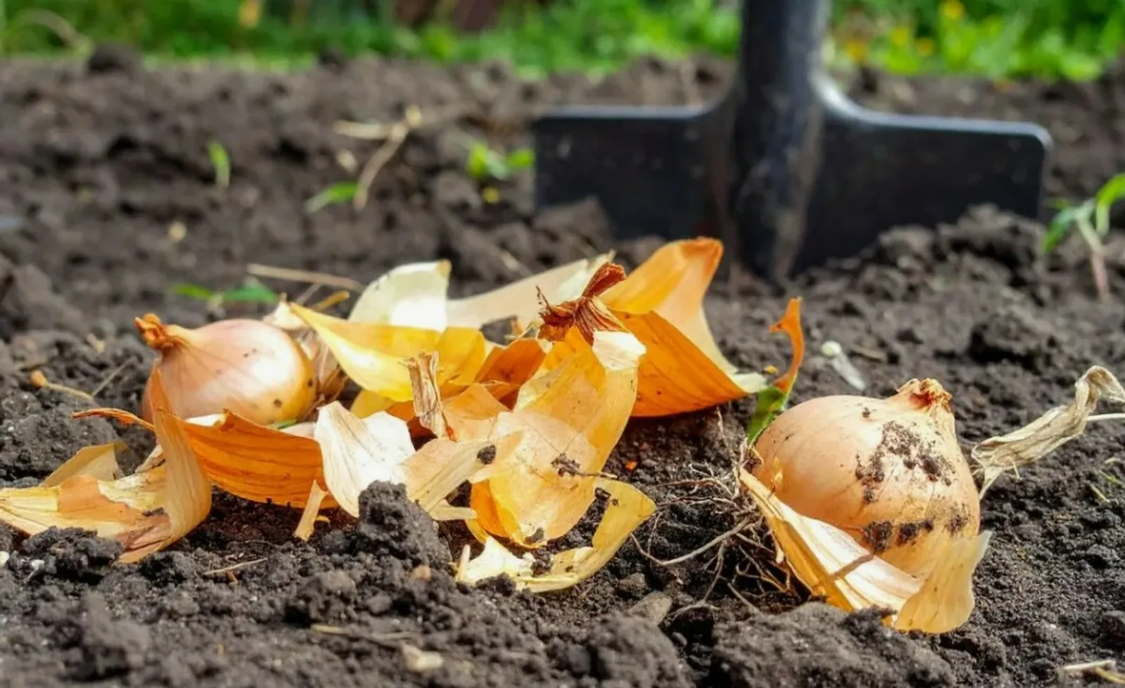 Ниндәй ашламалар ҡулланаһығыҙ?