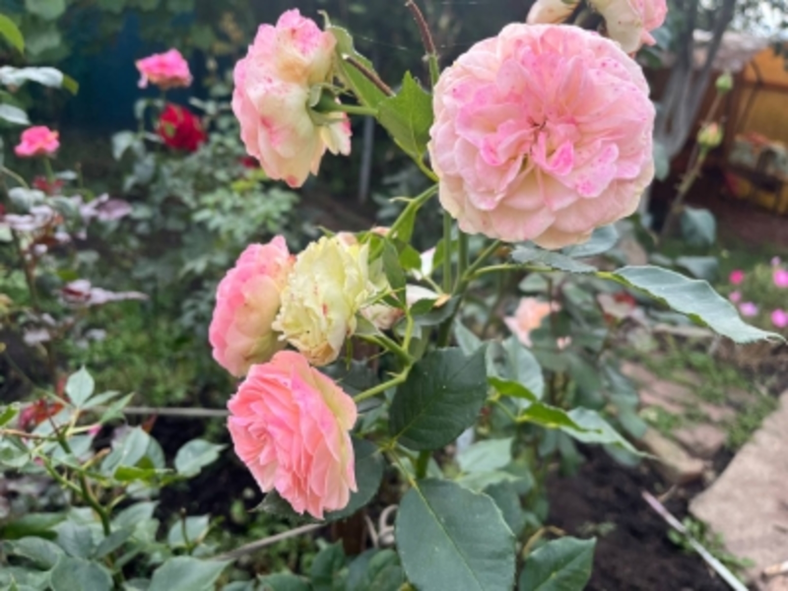 Их, ҡыҙҙар...