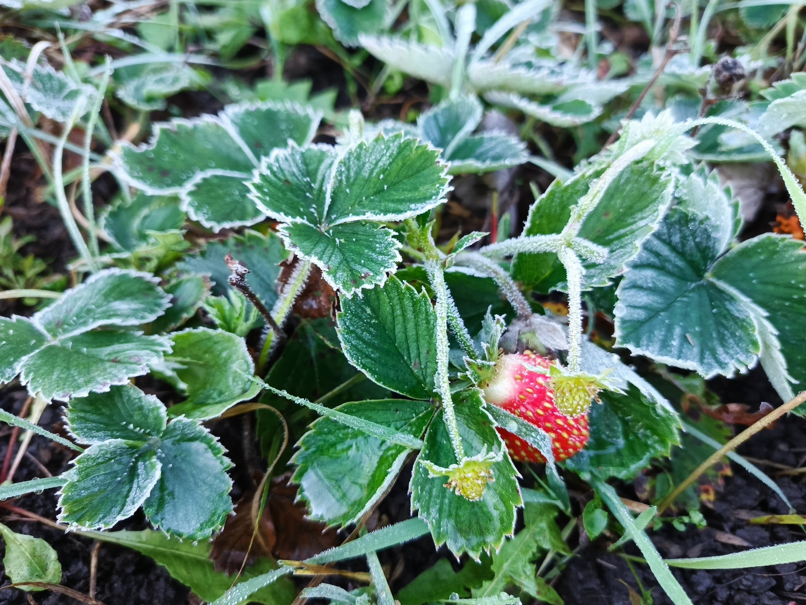 ГӨЛ, ГӨЛ, ГӨЛӨМ ГЕНӘМ… Гөлсимә Иштамова-Алламоратова