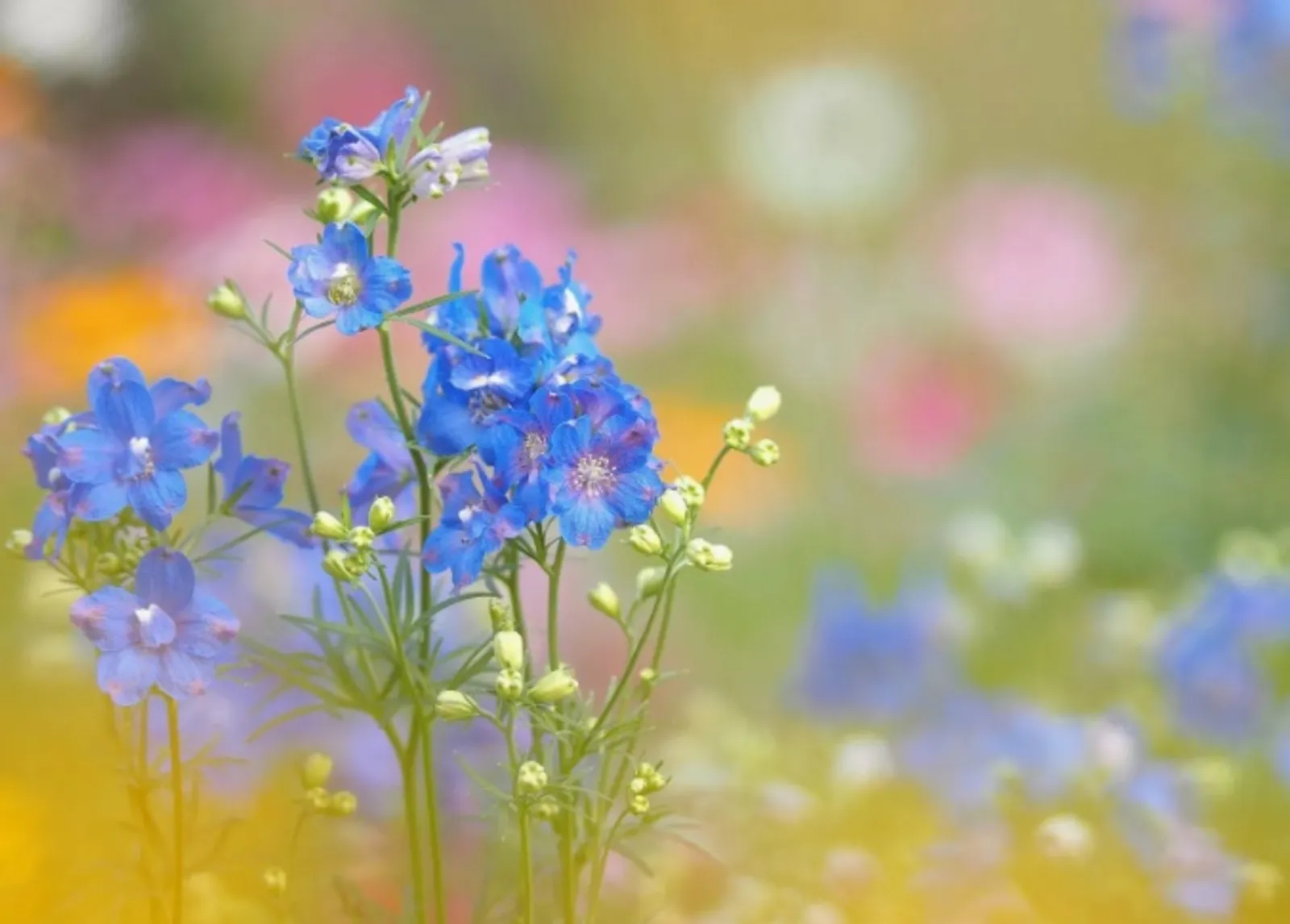 Фәнис Янышев ТӘНЗИЛӘНЕҢ БӘХЕТЕ