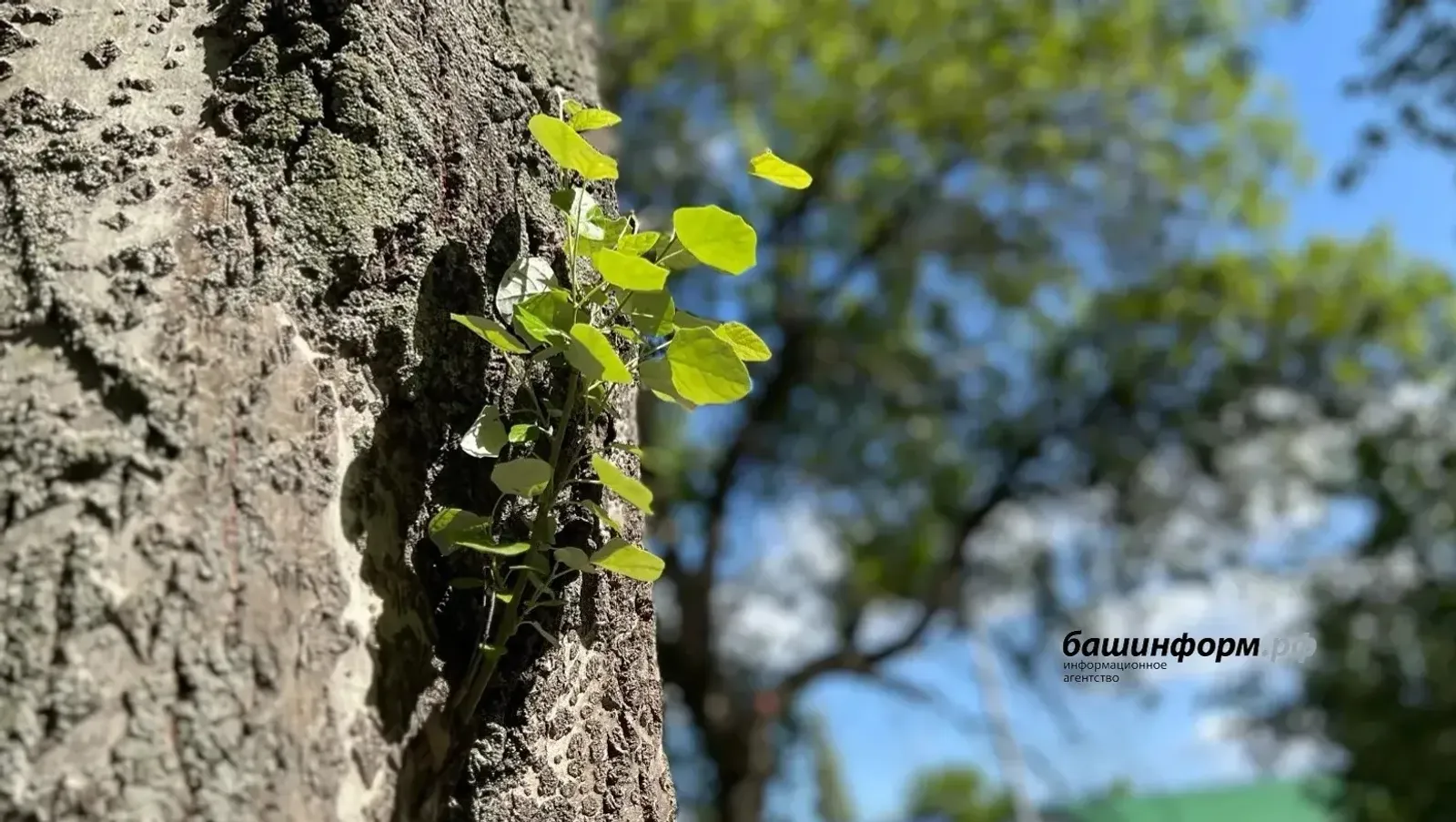 Ҡасан йылы көндәр килә