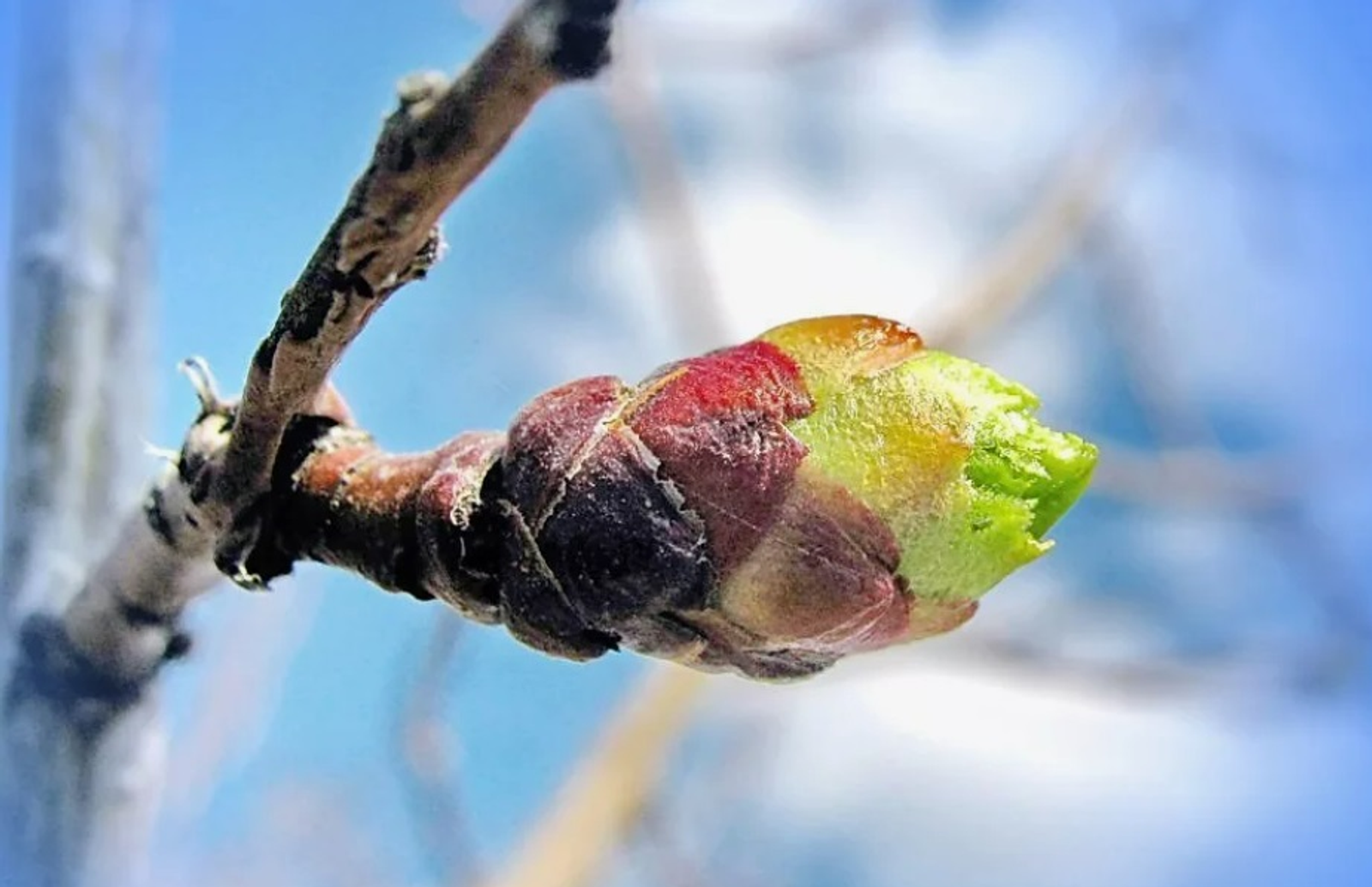 Файҙалы ҡайын бөрөһө