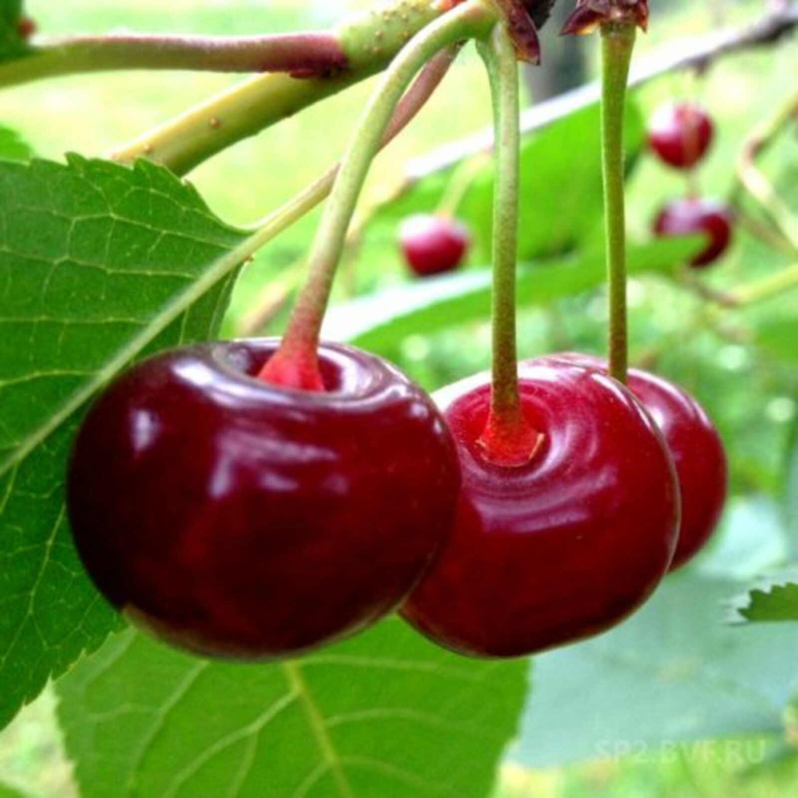 Гөлназ НАФИҠОВА-ҒӘБИТОВА Тураҡланған сейәләр