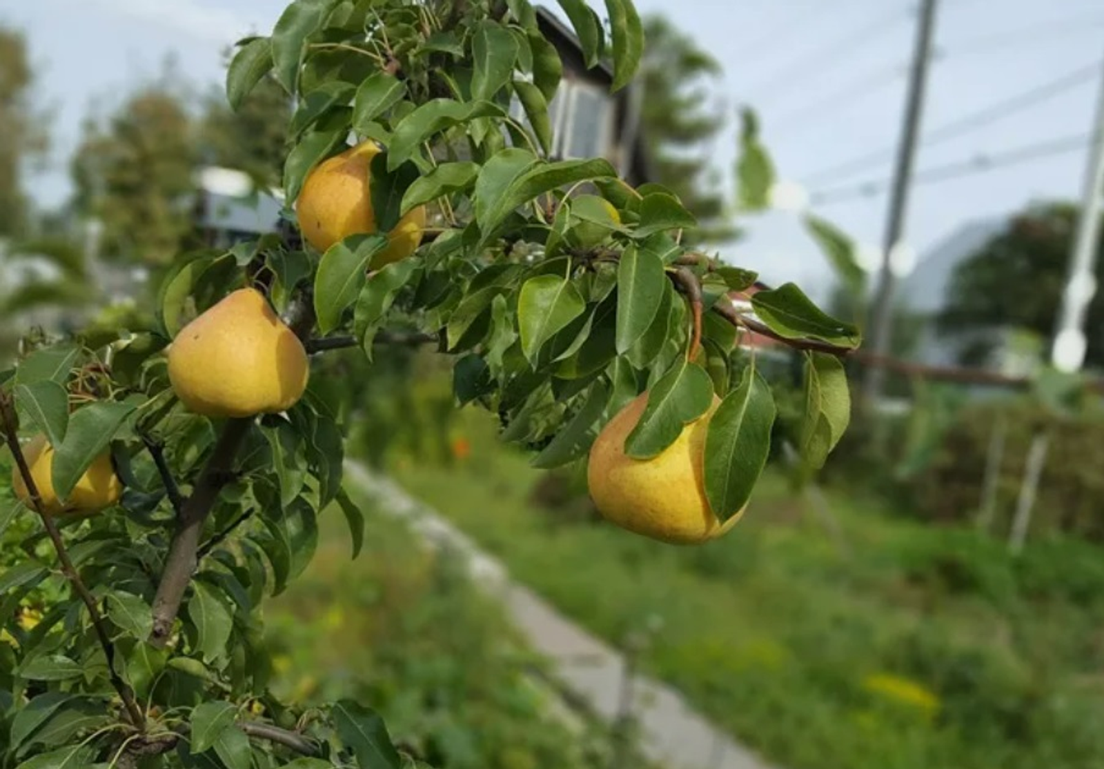 Баныу ҠАҺАРМАНОВА ҮКЕНЕСТӘР