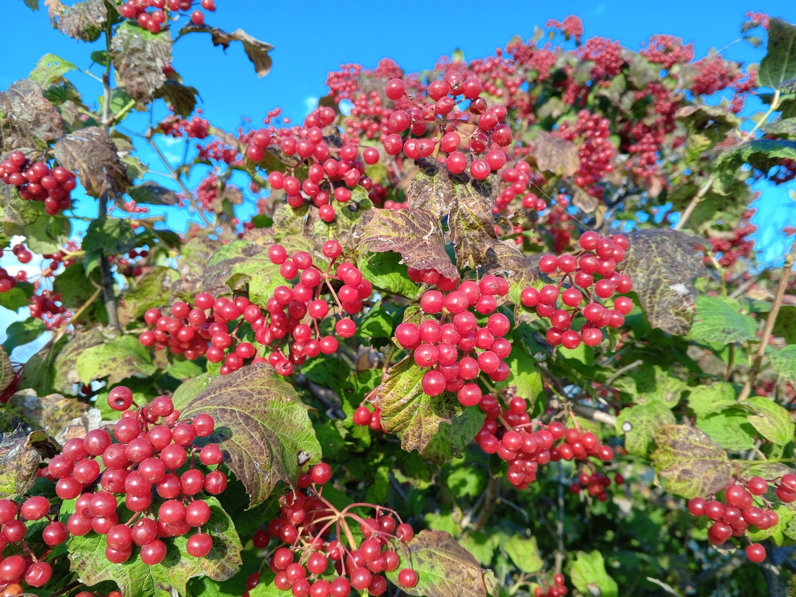 Көслө кешеләргә тиңләшәйек...