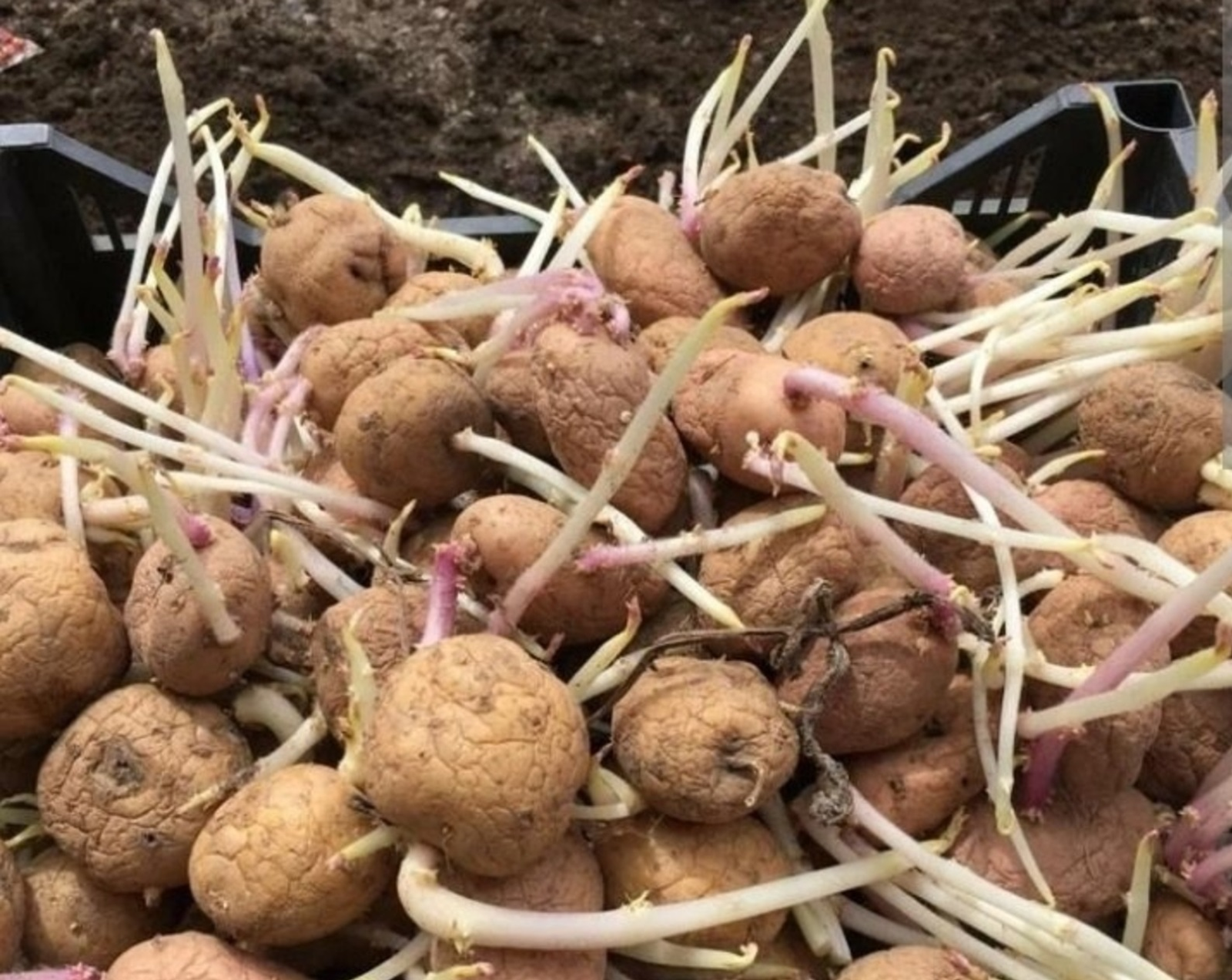 Картуф шытымы ярҙам итә