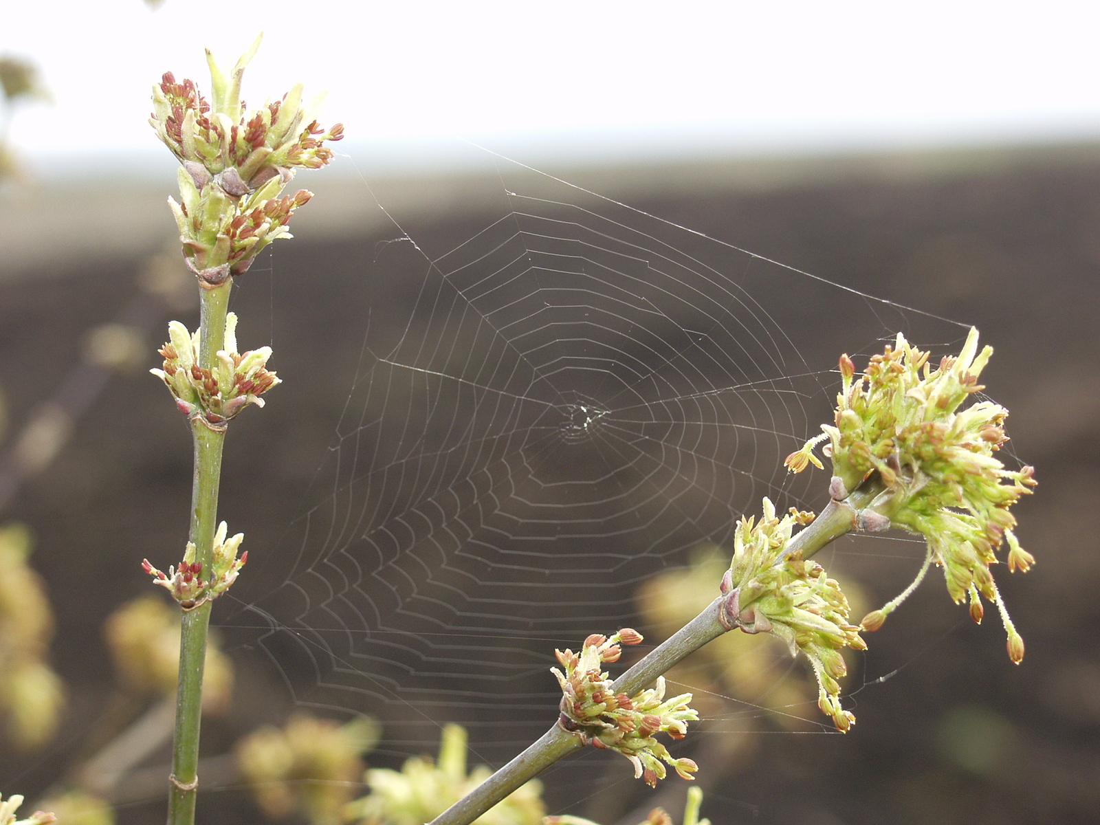 Һөймәгәнгә һөйкәлдем...