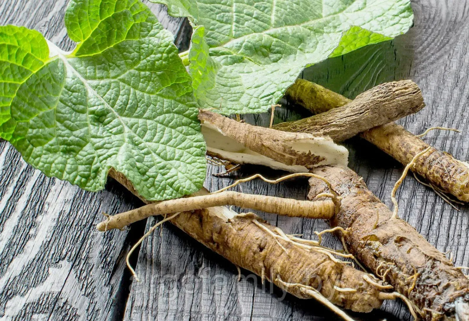 Дегәнәк тамыры ярҙам итте