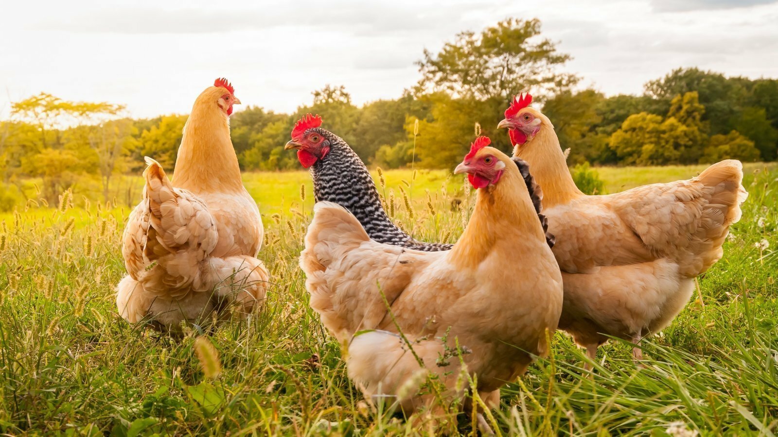 Һинең тауыҡ, минең тауыҡ...