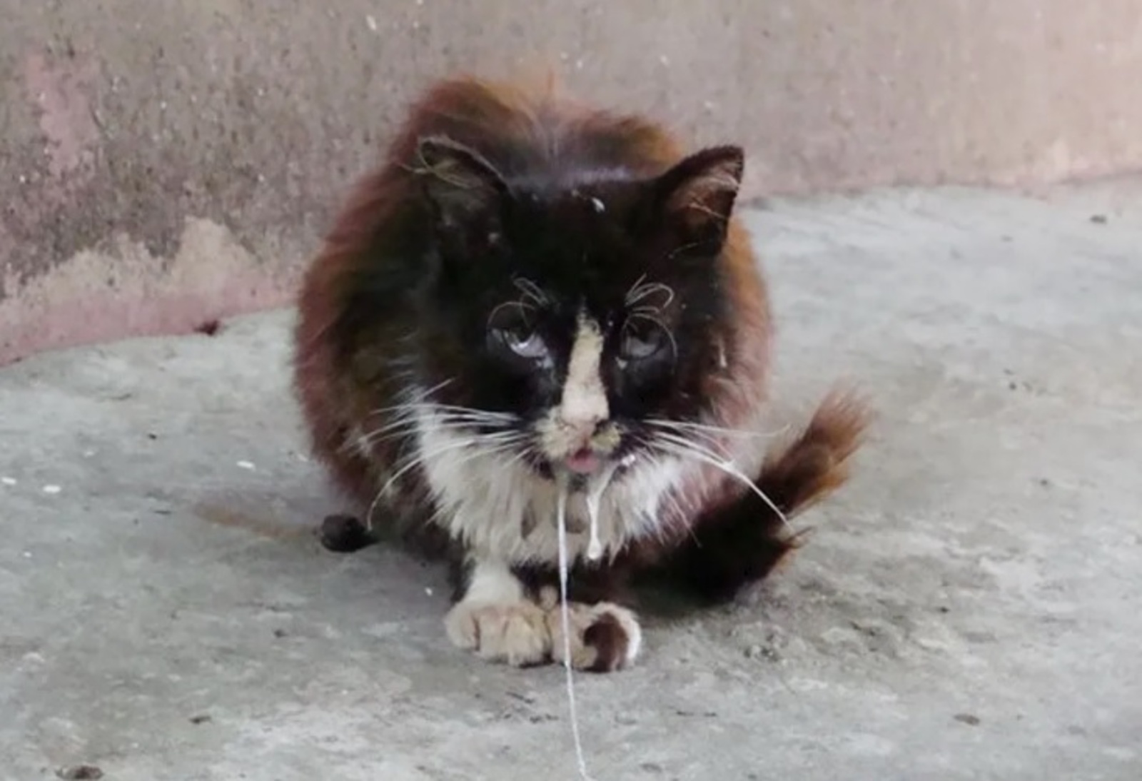 Ике кеше ҡотороу сиренән үлгән