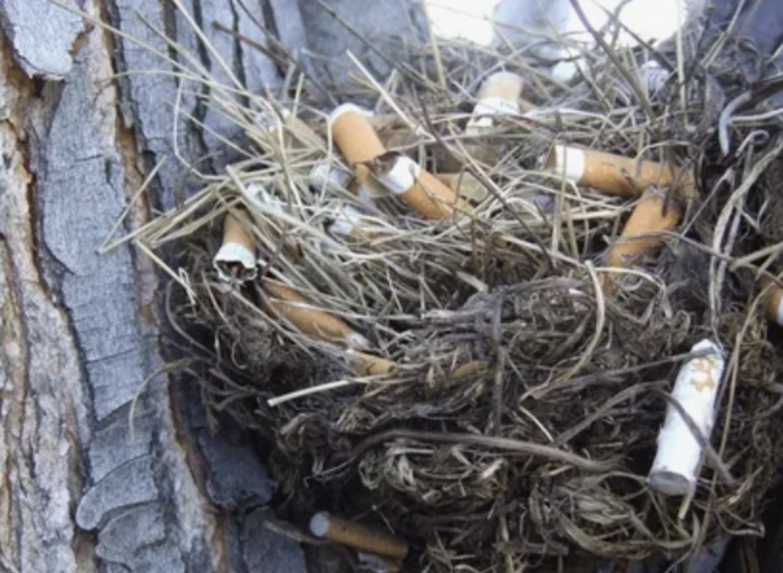 Ҡоштарға — фильтрлы тәмәке төпсөгө