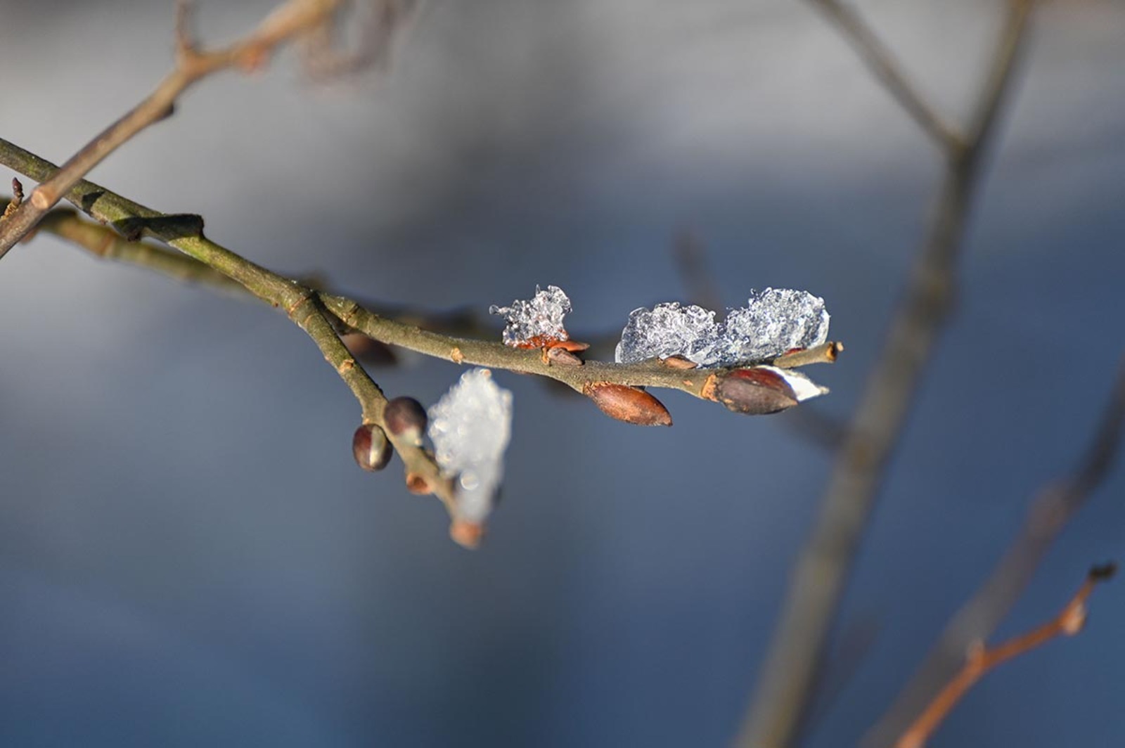 27 февраль һынамыштары: