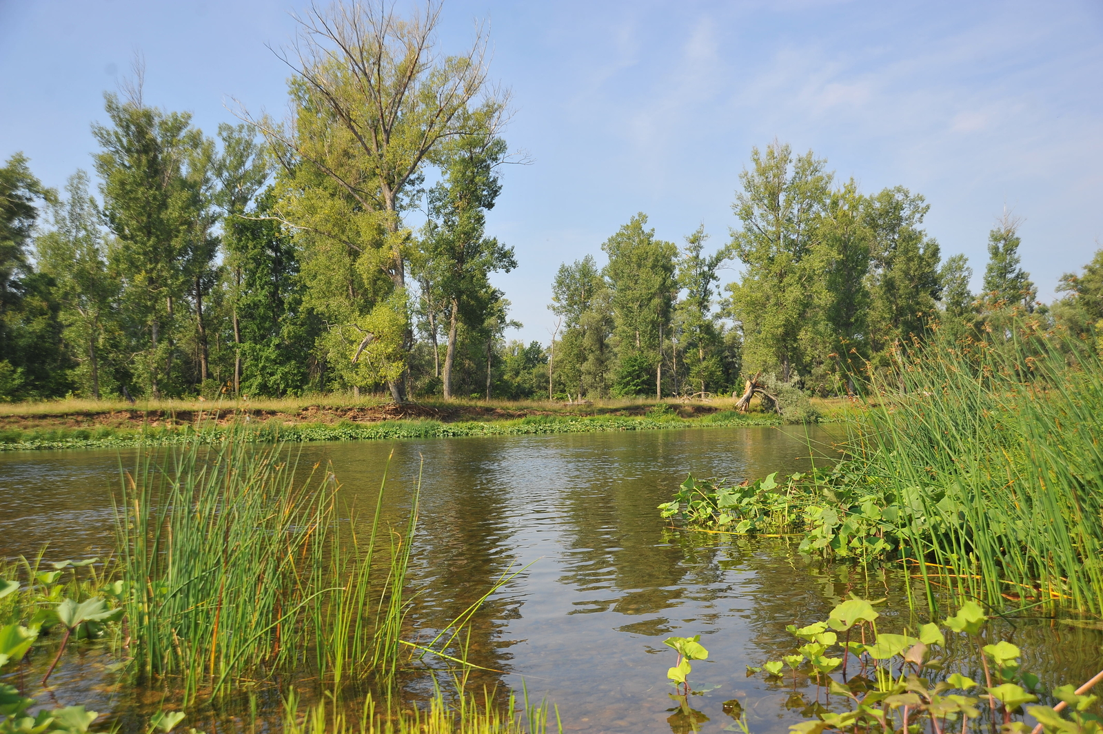 Ҡармаҡһыҙ балыҡсы