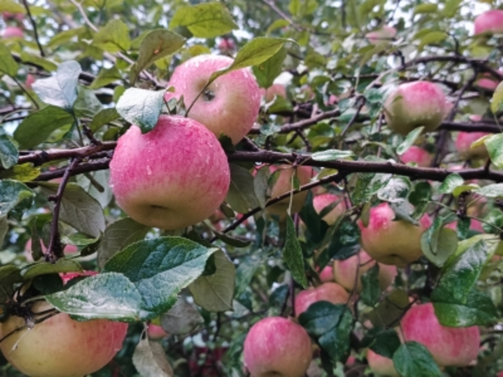 «ПРИЯТНЫЙ АППЕТИТ»