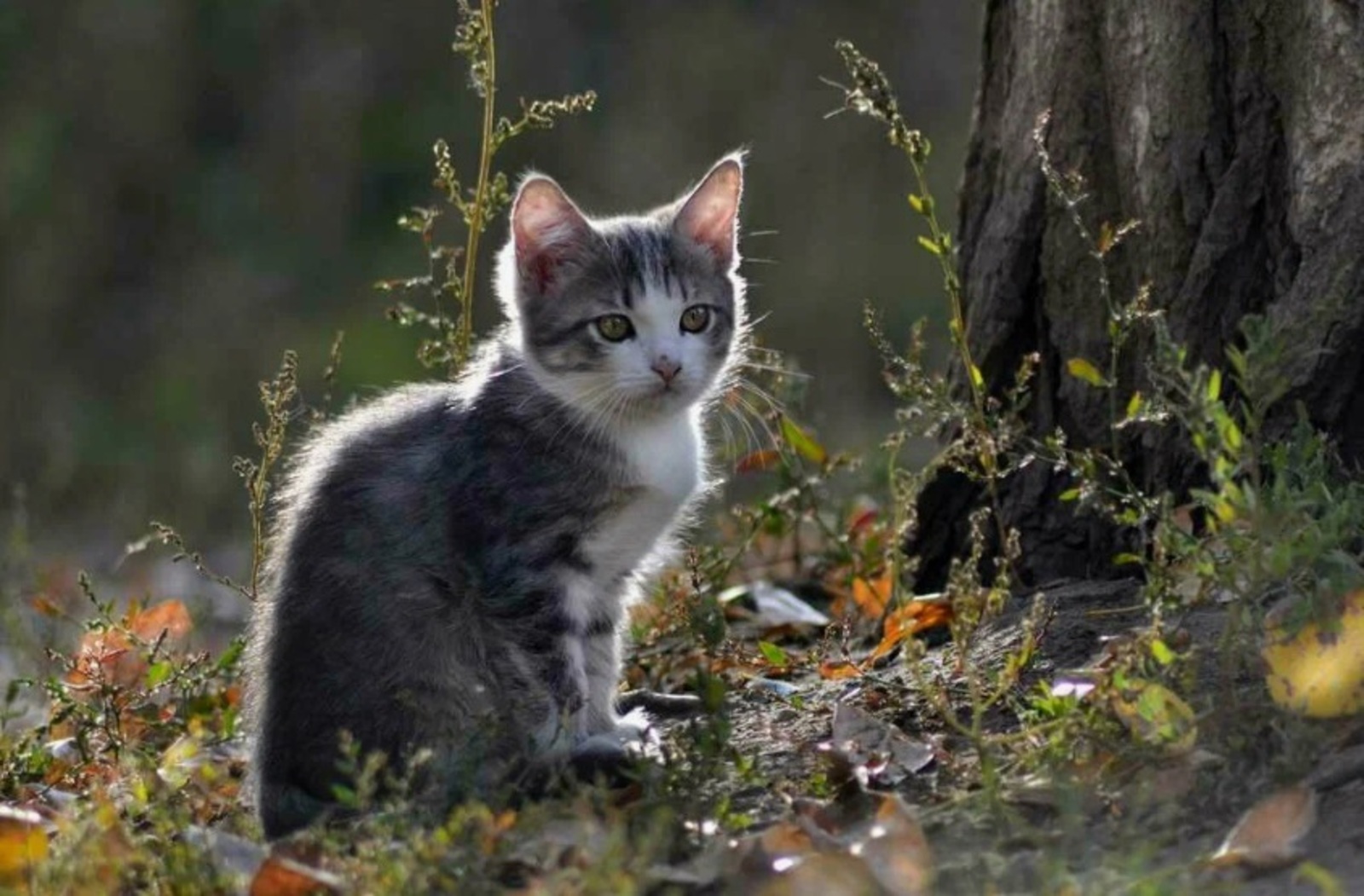 АҘАШТЫРҘЫМ БЕСӘЙ БАЛАҺЫН...