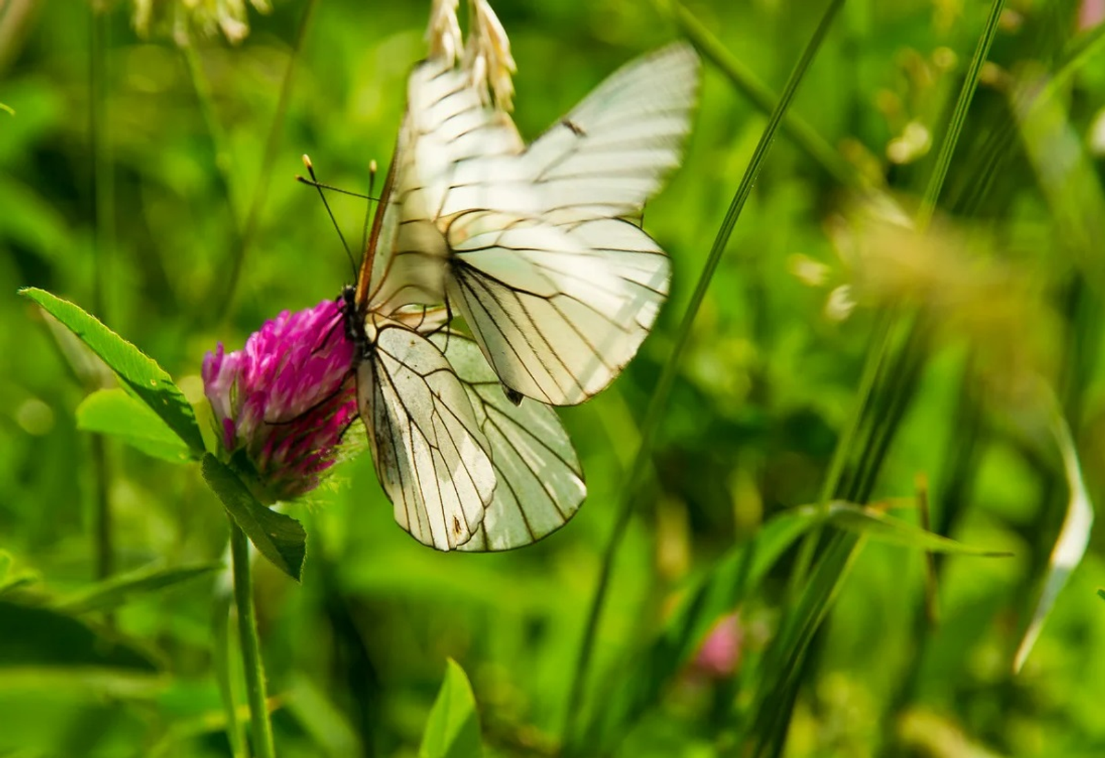 ҠЫЛЫҠ Рәсүл Сәғитов