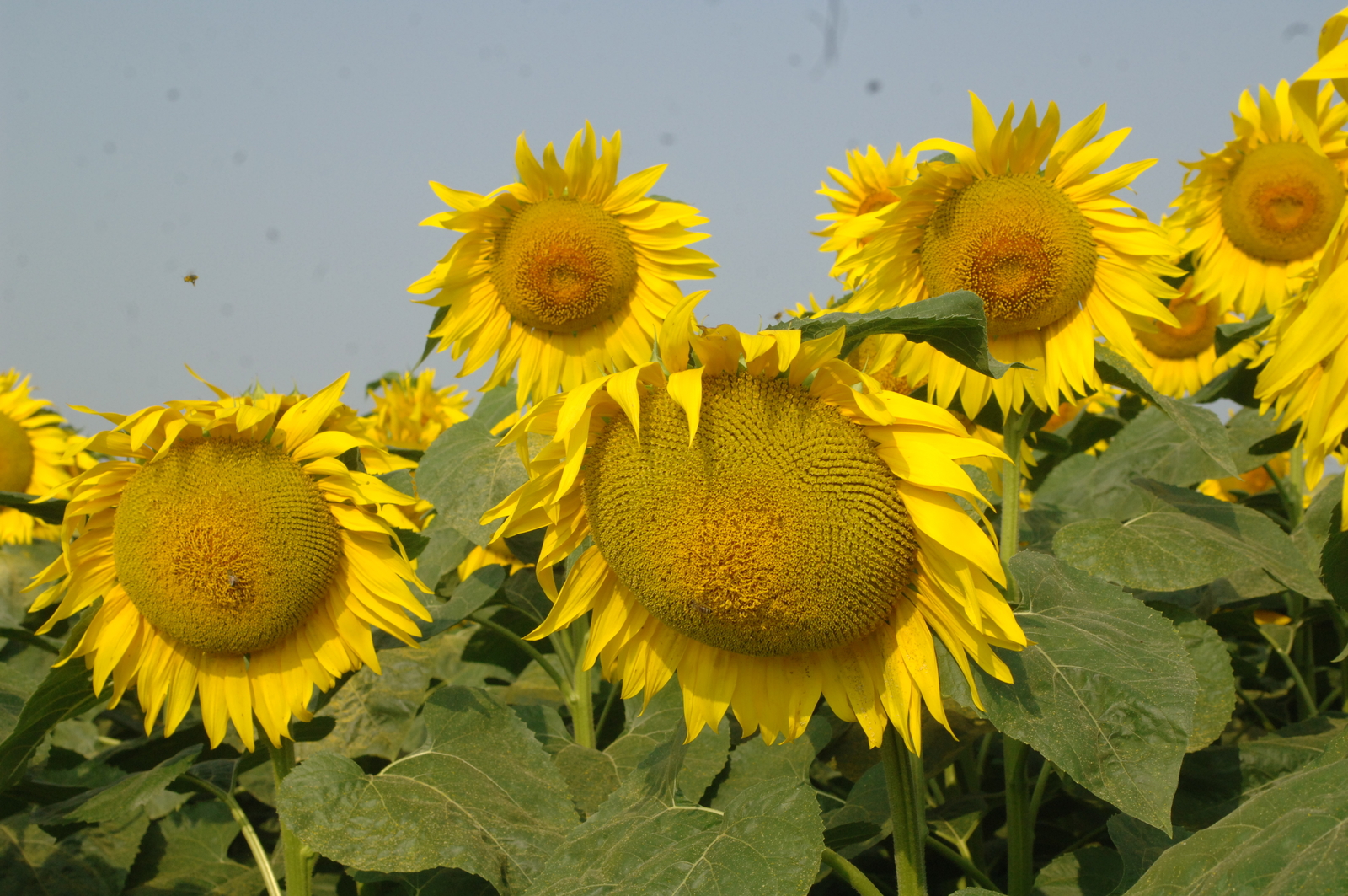 Инәй өсөн йән әсей...