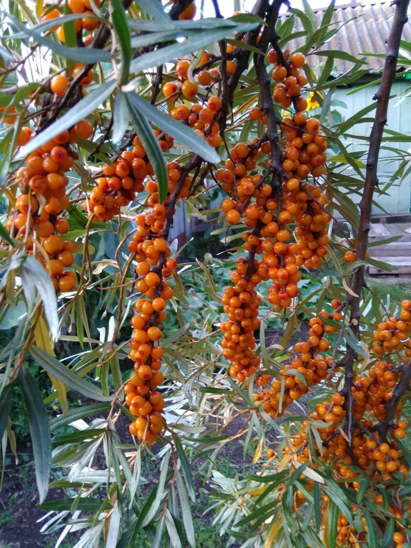 Һырғанаҡ (облепиха) сәйе