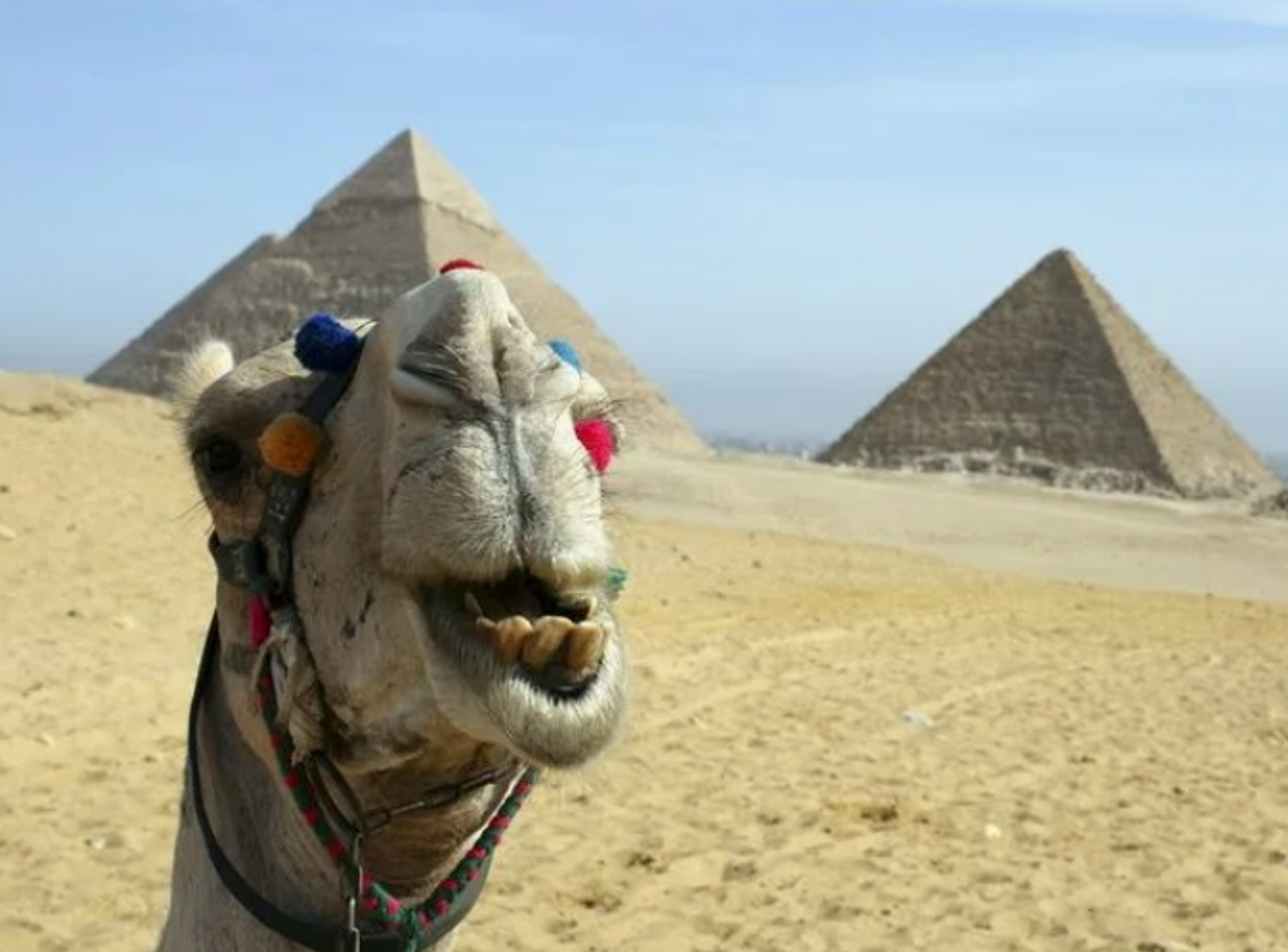 Кататься бесплатно. Слезать платно!