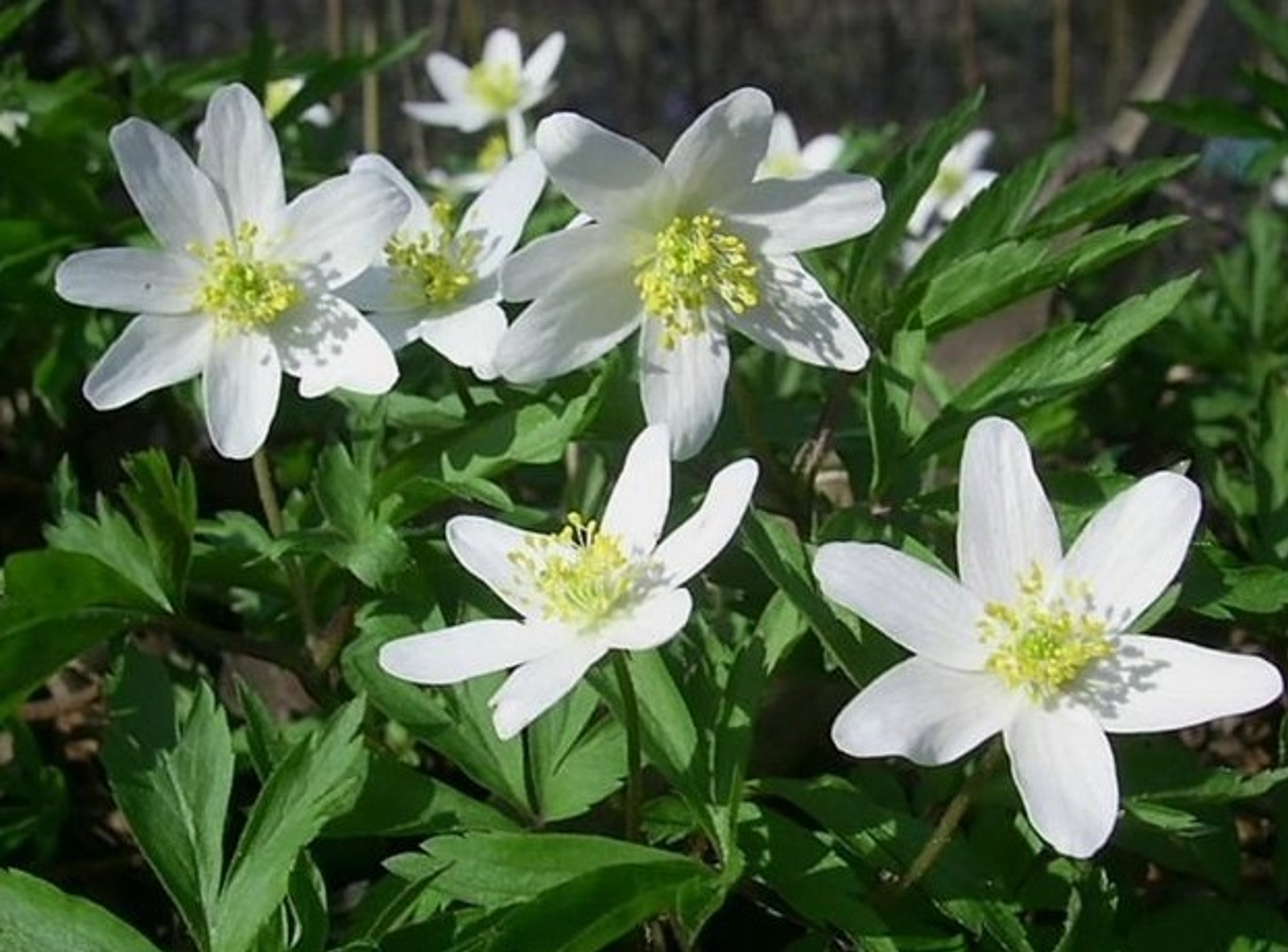 Фирүзә АБДУЛЛИНА