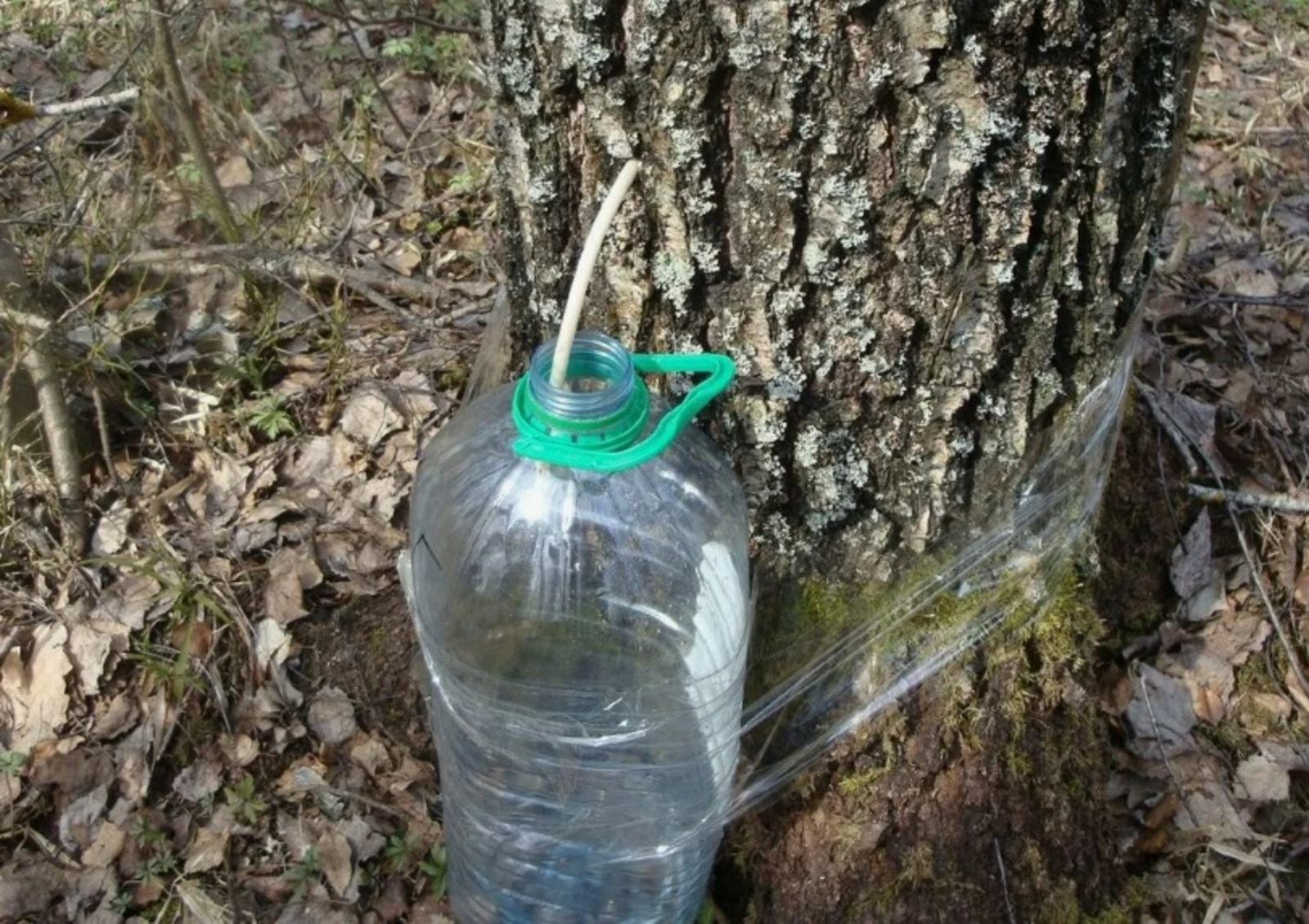 Ҡайын һыуы эсер мәл етте